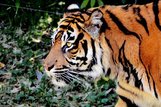 Sumatran Tiger, Del of Yokohama Zoological Gardens : スマトラトラのデル