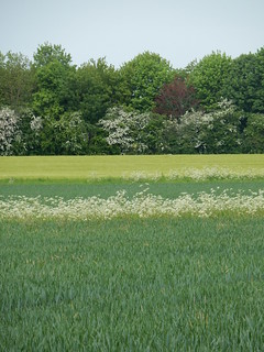 Shades of Green with cow parsley fringe Bures to Sudbury