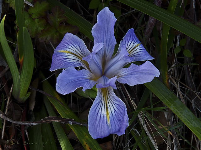 Iris douglasiana_Douglas Iris_1969