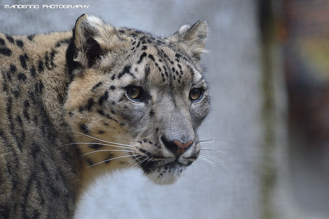 Snowleopard - Olmense Zoo