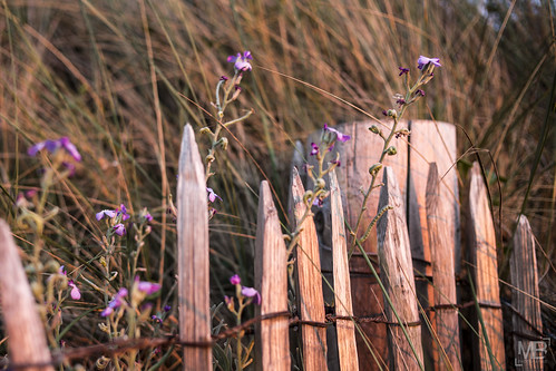 poèsie flowers sunset coucherdesoleil lespieux france normandie normandy clôture beauté leicamtype240 îledefrance dunes télémètre fleurs vacances 2016