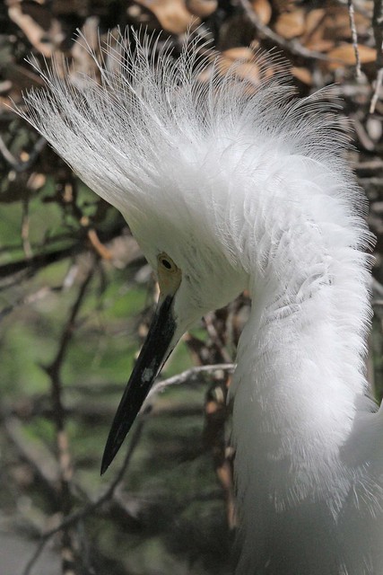 1799 - Snowy head feathers by swamp birder
