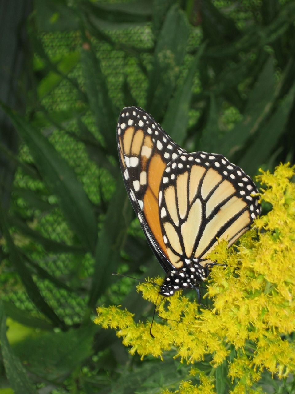 Monarch Butterfly. Photo by howderfamily.com; (CC BY-NC-SA 2.0)