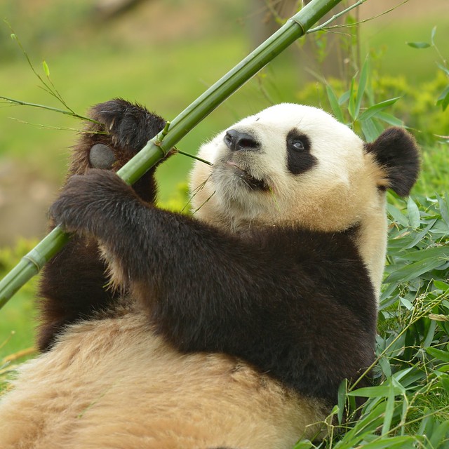 Panda Yuan Zi 3
