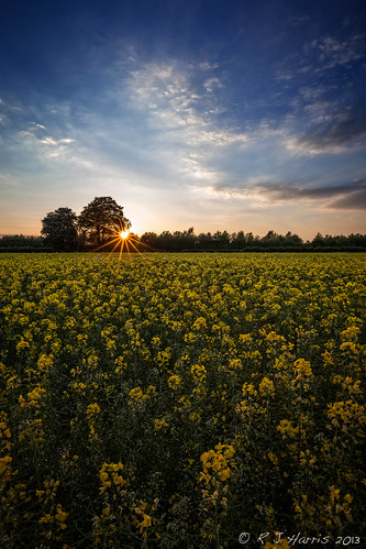 sunset landscape spring doncaster southyorkshire thorne rapeseedfield canon163528l rjharris