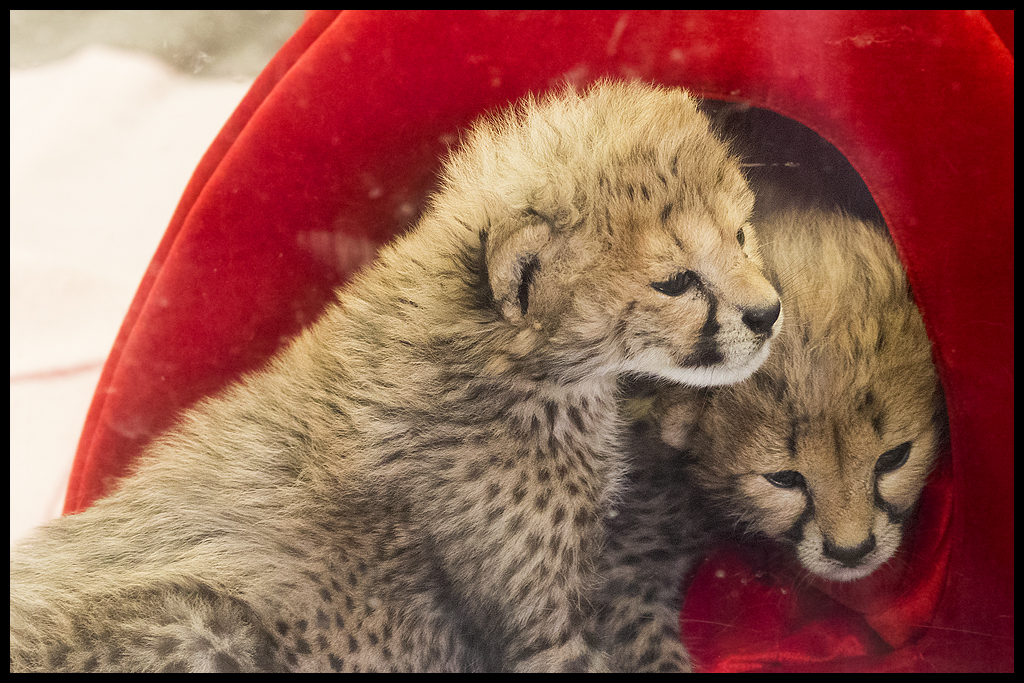 Baby Cheetahs | Two, as yet unnamed, female cheetahs born on… | Flickr