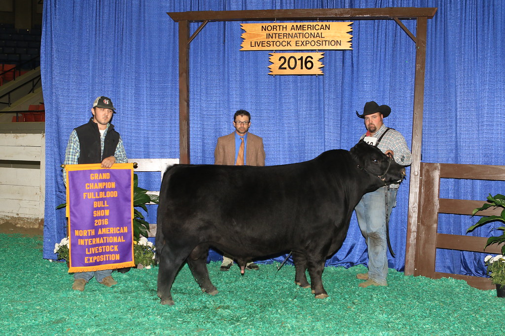 Grand Champion Fullblood Bull - RF Impressive, Riverwood Farms, Powell, OH