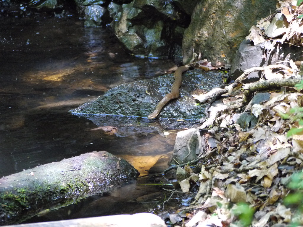 snake at watchung reservation | No clue what KIND of snake t… | Flickr
