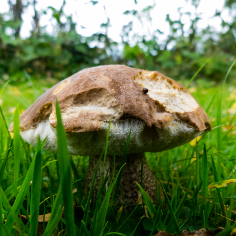 Brown birch bolete