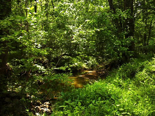 stream creek water woods foliage quiet birds see piedmont natural nature trees sc bright shadow ilovenature gurglw flowing gurgle árbol árboles