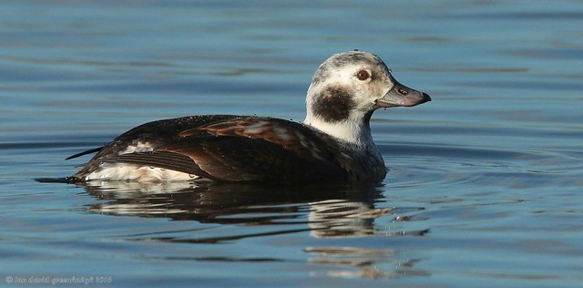 Long-tailed Duck Pennington 16ig6037