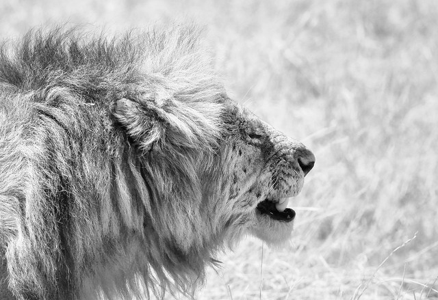 A Lion Grimace, Serengeti National Park