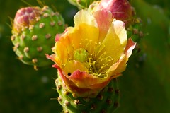 Prickly Pear Blossom