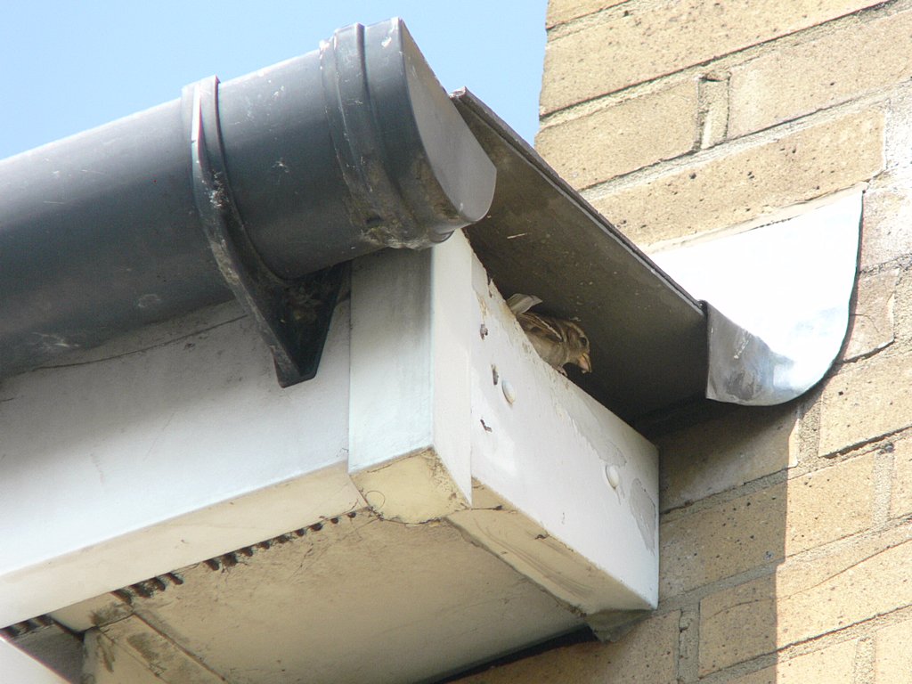 House Sparrow nest
