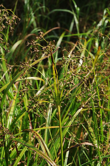Wald-Simse (Scirpus sylvaticus); Wildes Moor bei Schwabstedt (2)