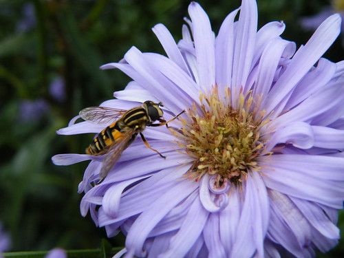 Buzzing in autumn | by KIERYNgiles