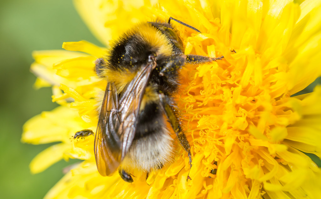 Macro madness | Flickr