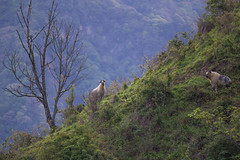 Takin, Tangjiahe Nature Reserve, Sichuan, China