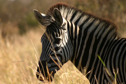Kruger National Park