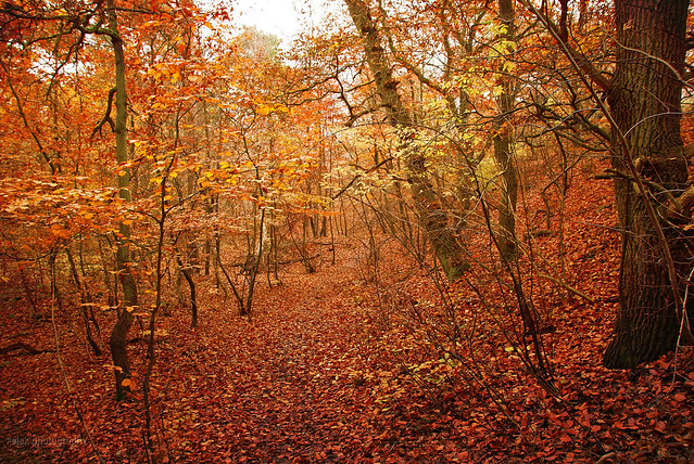 a path through the colourful autumn