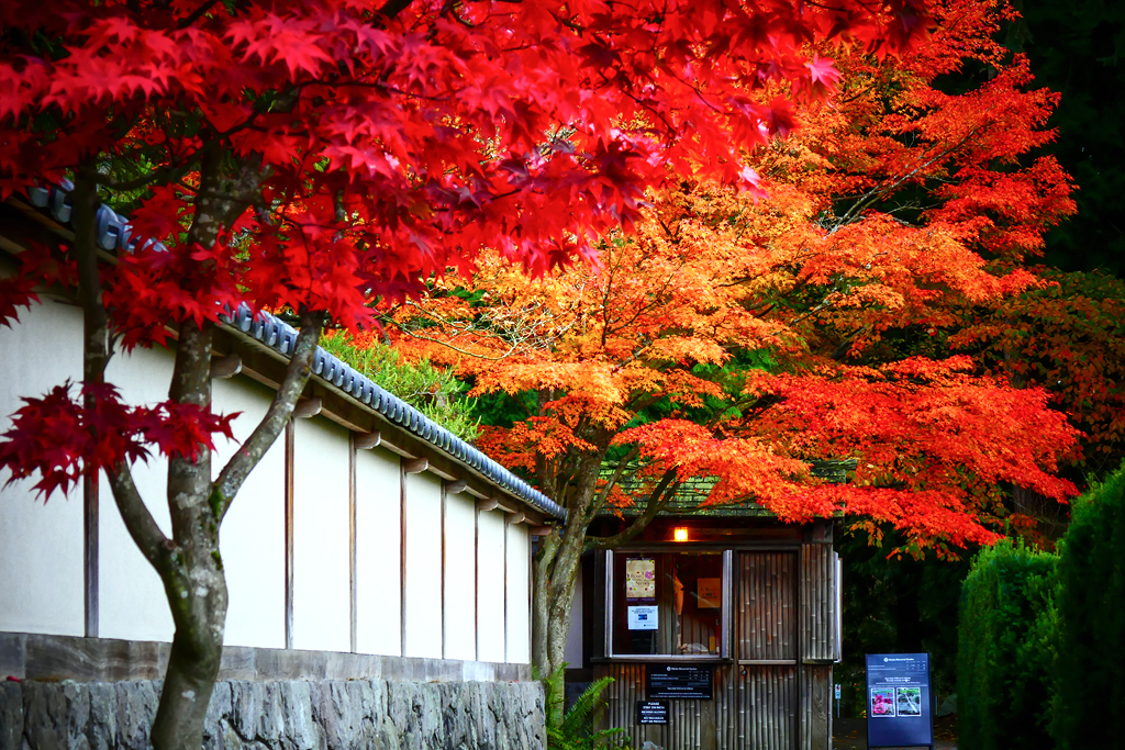 Autumn Colours in Vancouver | Photo taken at Nitobe Memorial… | Flickr