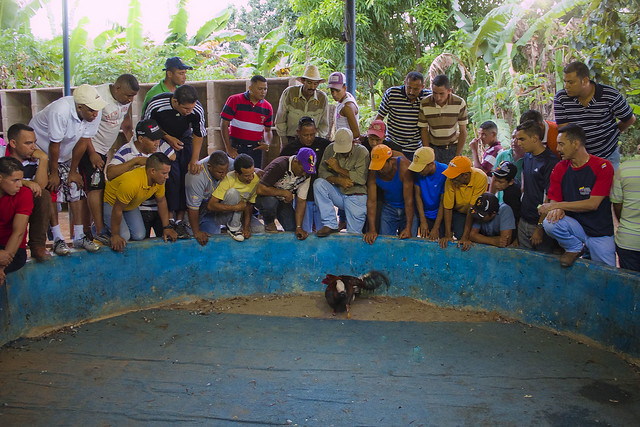 Pelea de Gallos (Areo, Edo. Monagas - Venezuela)