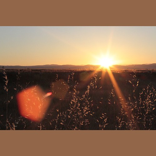 Sunrise in the weeds #sunrise #landscape #roseville #california #canon_official | by insta2641