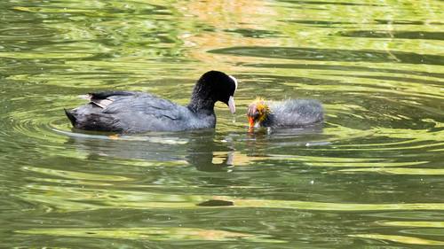 Coot mother and young chick