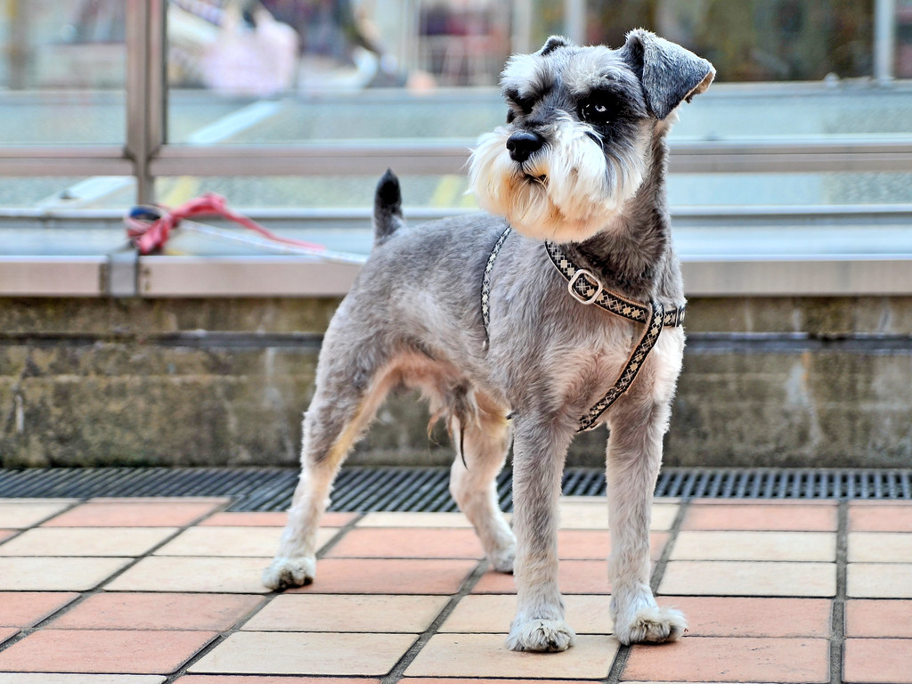 8 Things to know about the Miniature Schnauzer dog breed