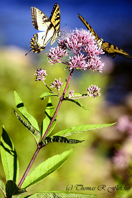 Tiger Swallowtails on Joe Pye Weed