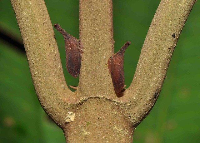 Unidentified Treehopper V