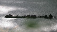 Lurking crocodile