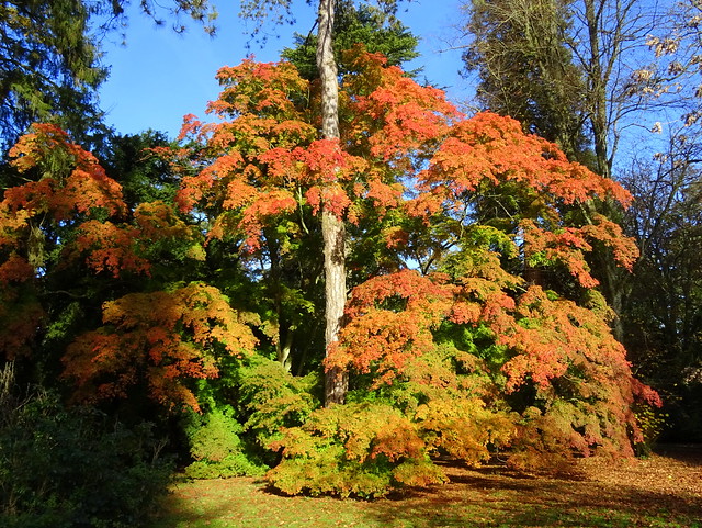 Westonbirt Arboretum in Gloucestershire