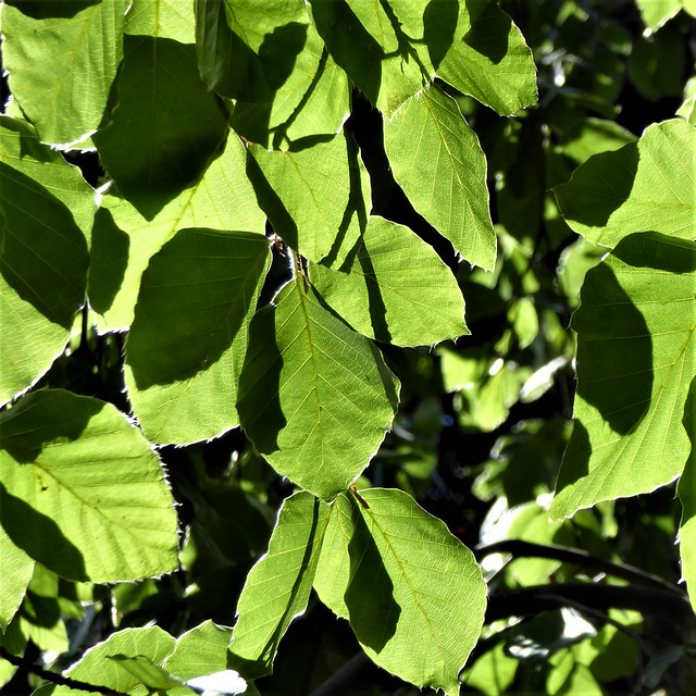 Lisle, IL, Morton Arboretum, Tree Leaves