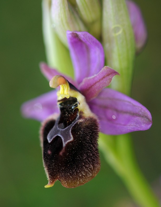 20160323-192F | Hybride Gottfrieds Ragwurz × Behaarte oder Östliche Wespen-Ragwurz (Ophrys ferrum-equinum subsp. gottfriediana × tenthredinifera subsp. villosa). Zakynthos, 23.03.2016