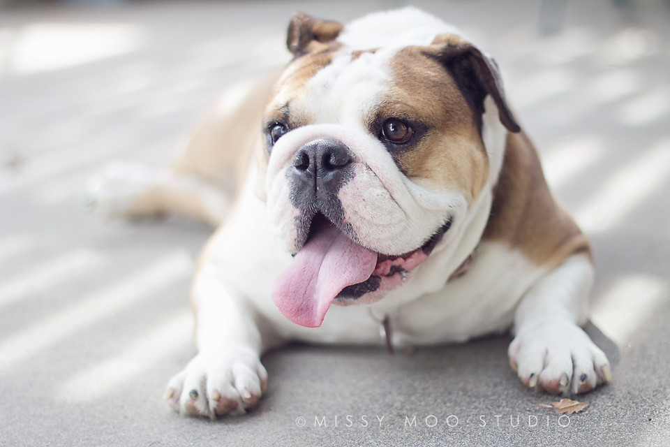 Missy the Bulldog | Trying to practice shooting wide open! I… | Flickr
