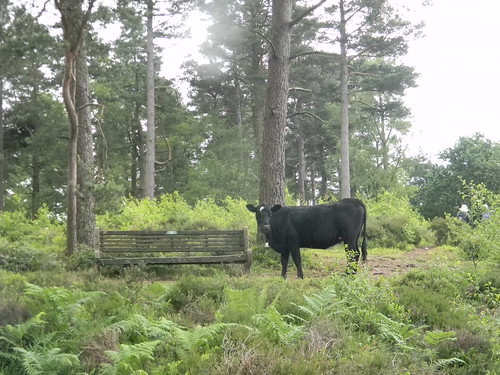 Cow near a seat Haslemere to Midhurst