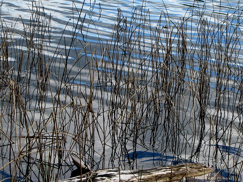 bearpawlake blue closeup laclahache lake reed weeds water wetland reflection weed