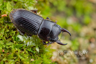 Stag Beetle (Aegus sp.) - DSC_4701