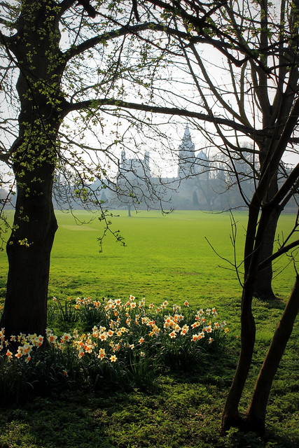 Daffodils and dreaming spires