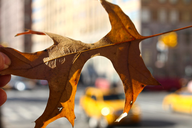 Autumn leaves in New York City