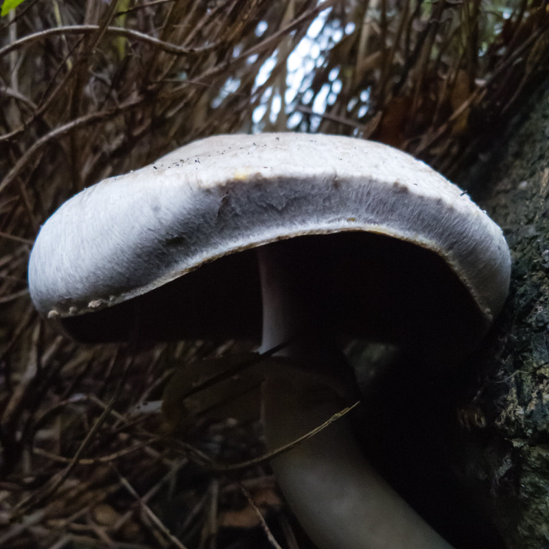 Horse mushroom in a front garden