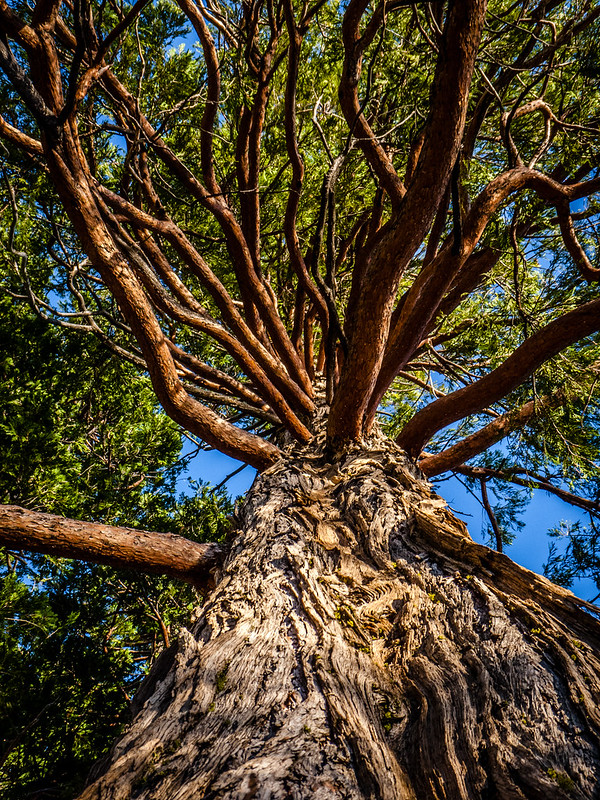 Mighty Cedar Tree