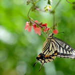 ナミアゲハ　　Papilio xuthus