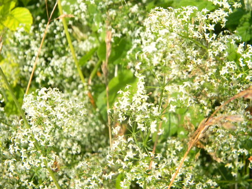 Ladies bedstraw Lewes to Seaford (composite route)