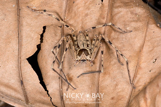 Huntsman Spider (Heteropoda sp.) - DSC_2984