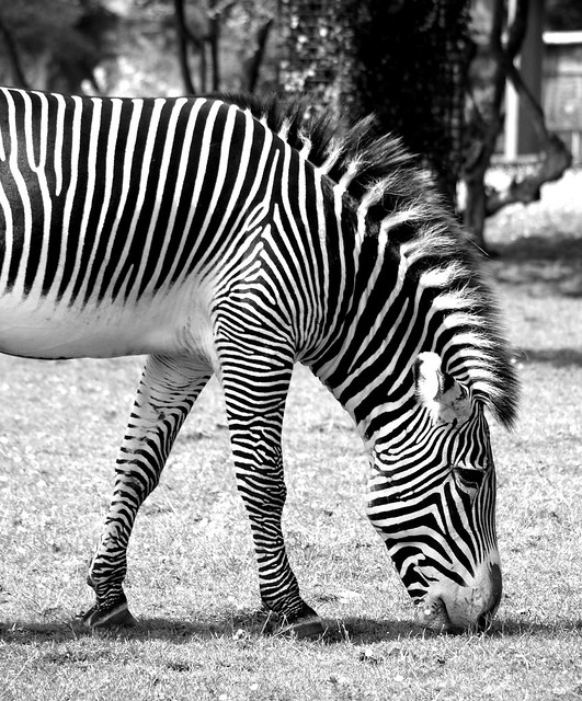 Black and White Zebra in Black and White