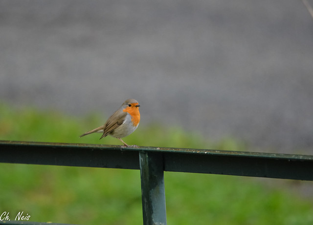 The robin on the gate