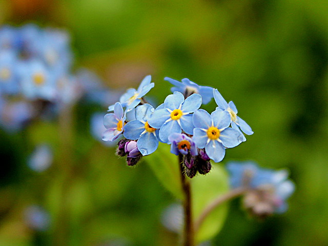 Forget-me-not   ( Explore )