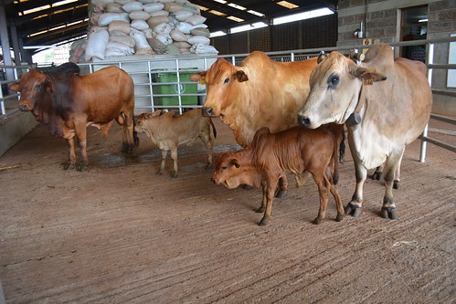 May/2015 - ILRI's healthy cloned Boran bull 'Tumaini' (means 'hope' in Swahili) with his 'wives' and offspring as of May 2016 (photo credit: ILRI).